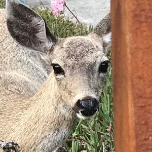 Meet your Posher, Julie